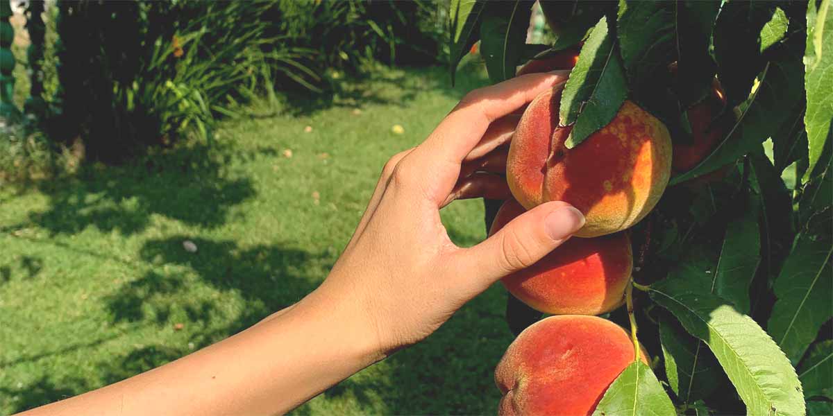 Labores de Huerta y Jardín en Septiembre