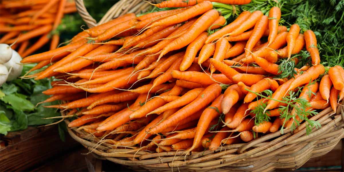 Labores de Huerta y Jardín en Julio