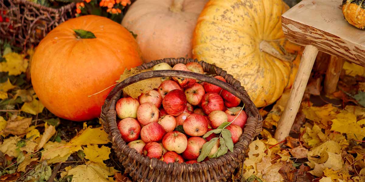 Labores de Huerta y Jardín en Noviembre